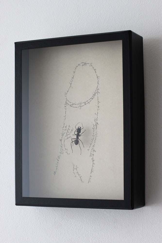 La Marseillaise en érection, Marc Molk, 2014, Entomogramme (calligramme fait à l'encre de chine sur vieux papier & insecte), 24,4 x 18,5 cm