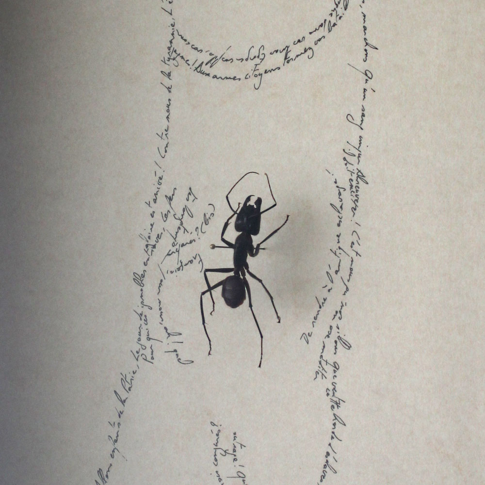 La Marseillaise en érection (detail), Marc Molk, 2014, Entomogramme (calligramme fait à l'encre de chine sur vieux papier & insecte), 24,4 x 18,5 cm